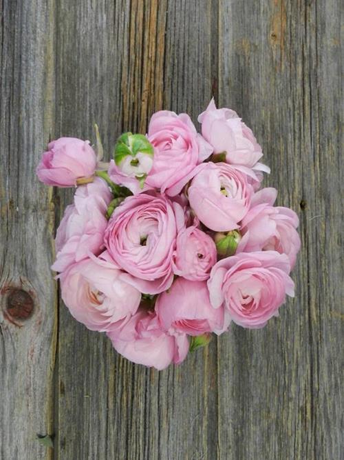 LIGHT PINK RANUNCULUS